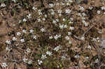 Pitcher's stitchwort